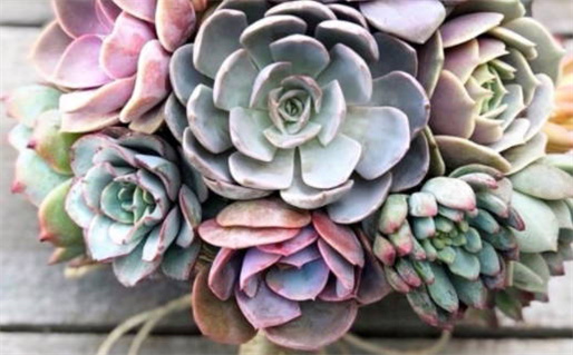 1947年属猪人命运解析与运势特点揭秘